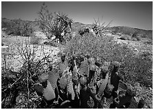 Beavertail Cactus in bloom. Joshua Tree National Park, California, USA. (black and white)