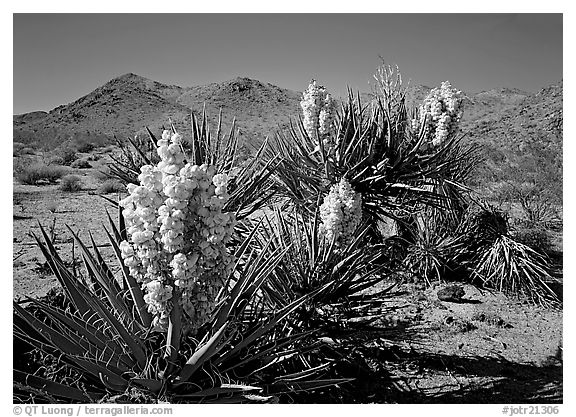 Yuccas in bloom. Joshua Tree National Park (black and white)