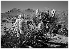 Yuccas in bloom. Joshua Tree  National Park ( black and white)