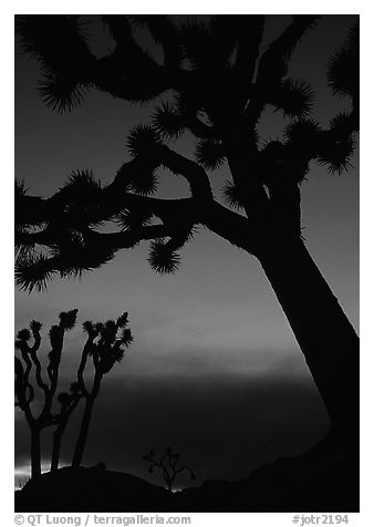 Joshua Trees silhouettes at dusk. Joshua Tree National Park (black and white)