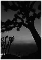 Joshua Trees silhouettes at dusk. Joshua Tree National Park, California, USA. (black and white)