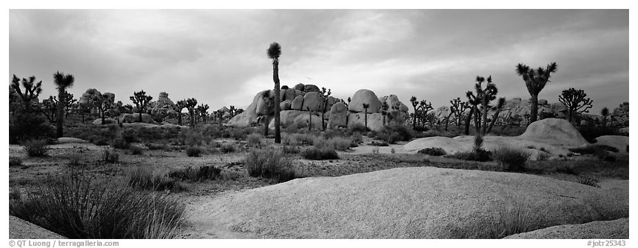 Granite slabs and boulders with Joshua Trees. Joshua Tree National Park (black and white)