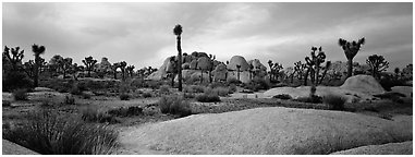 Granite slabs and boulders with Joshua Trees. Joshua Tree National Park (Panoramic black and white)