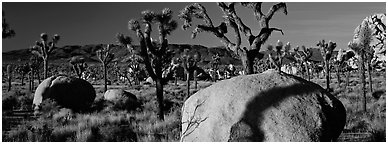 High Mojave desert scenery with boulders and Joshua Trees. Joshua Tree National Park (Panoramic black and white)