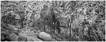 Desert oasis with palm trees in arid landscape. Joshua Tree National Park (Panoramic black and white)