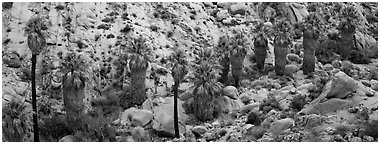 Row of native California Fan Palm trees. Joshua Tree  National Park (Panoramic black and white)