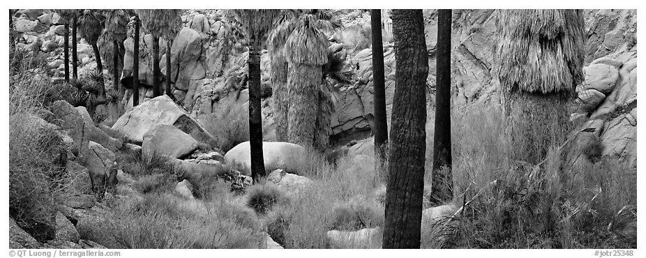 Oasis scenery with palm trees. Joshua Tree  National Park (black and white)