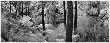 Oasis scenery with palm trees. Joshua Tree National Park (Panoramic black and white)