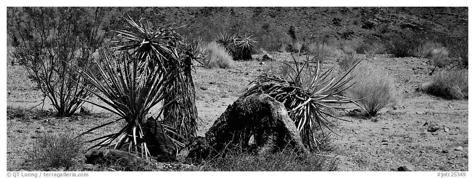 Desert plants. Joshua Tree National Park (black and white)