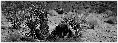 Desert plants. Joshua Tree  National Park (Panoramic black and white)