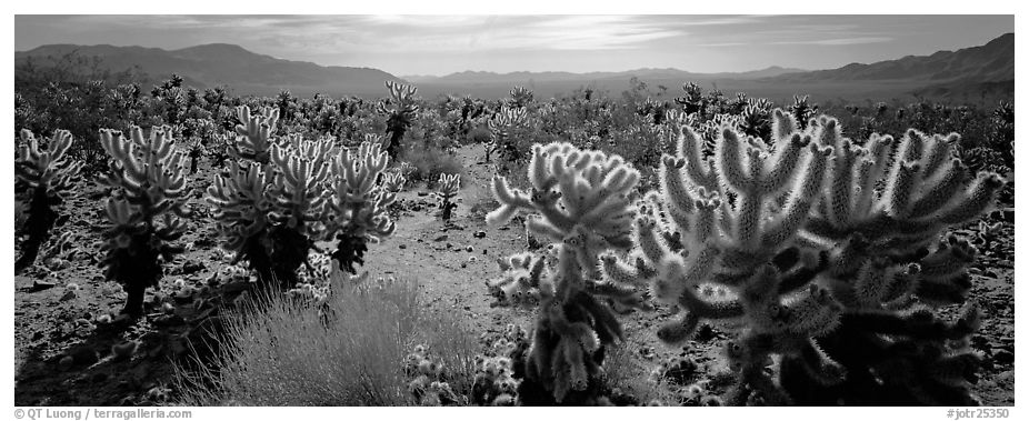 Desert flat with cholla cactus. Joshua Tree National Park (black and white)