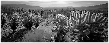 Desert flat with cholla cactus. Joshua Tree National Park (Panoramic black and white)