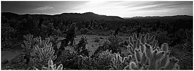 Thorny cactus at sunrise. Joshua Tree National Park (Panoramic black and white)