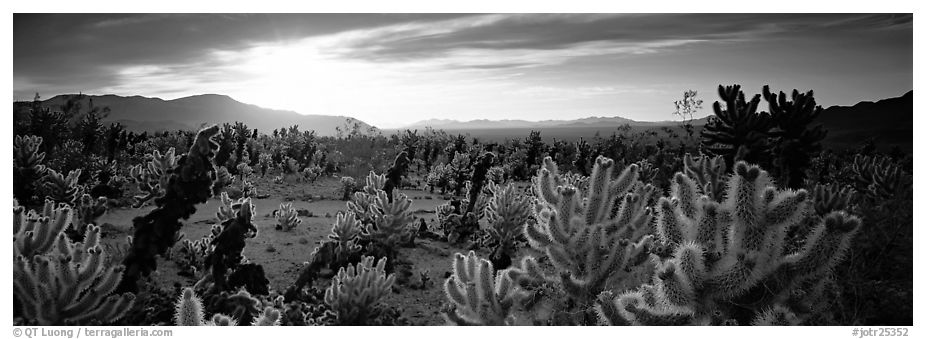 Desert scenery with cholla cacti at sunrise. Joshua Tree National Park (black and white)