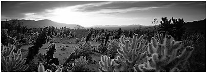 Desert scenery with cholla cacti at sunrise. Joshua Tree  National Park (Panoramic black and white)