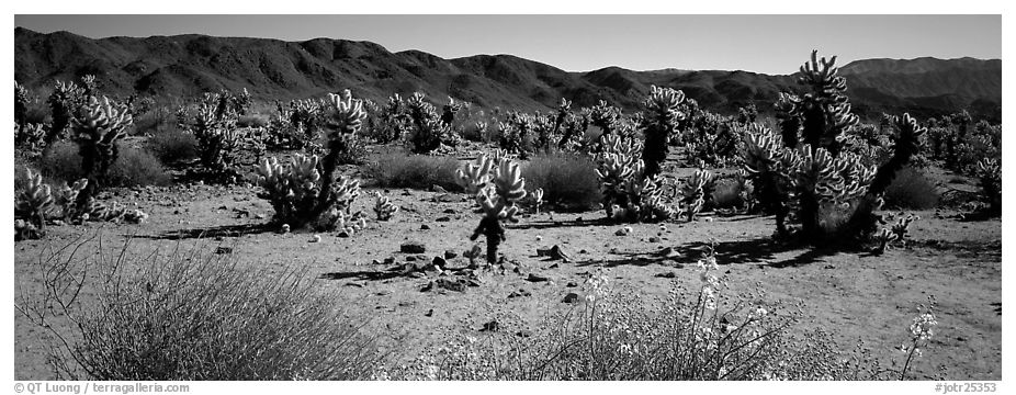 Desert landscape with yellow blooms on bush and cactus. Joshua Tree  National Park (black and white)