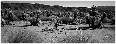 Desert landscape with yellow blooms on bush and cactus. Joshua Tree National Park (Panoramic black and white)