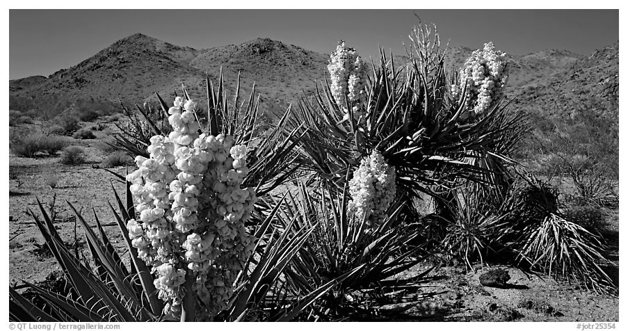 Desert with Yucca in bloom. Joshua Tree National Park (black and white)
