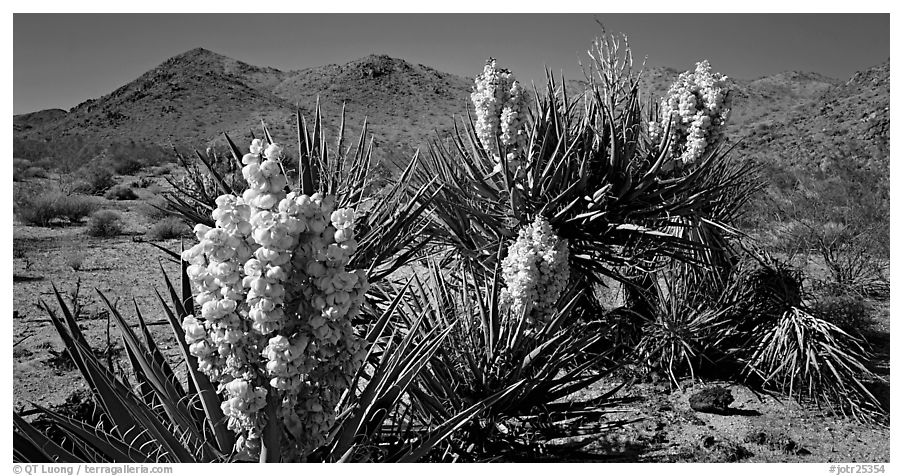 Desert with Yucca in bloom. Joshua Tree  National Park (black and white)