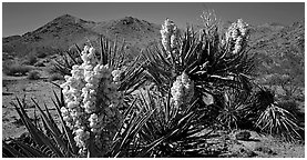 Desert with Yucca in bloom. Joshua Tree National Park (Panoramic black and white)