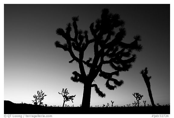 Joshua trees (Yucca brevifolia) at dawn. Joshua Tree National Park, California, USA.