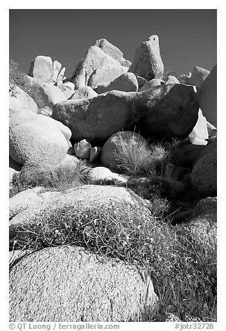 Wildflowers and rockpiles. Joshua Tree National Park (black and white)