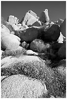 Wildflowers and rockpiles. Joshua Tree National Park, California, USA. (black and white)