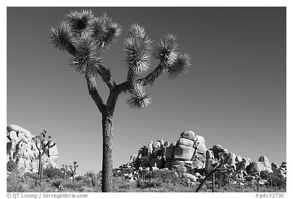 Joshua tree (Yucca brevifolia) and rockpiles. Joshua Tree National Park, California, USA.