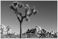 Joshua tree (Yucca brevifolia) and rockpiles. Joshua Tree National Park, California, USA. (black and white)