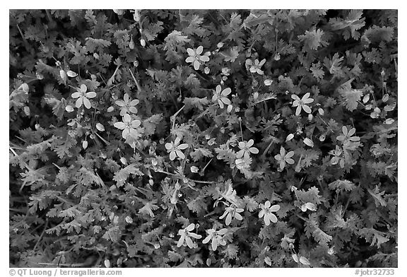 Blue wildflowers. Joshua Tree National Park (black and white)