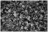 Blue wildflowers. Joshua Tree National Park, California, USA. (black and white)