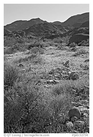 Coreopsis and cactus, and Queen Mountains near the North Entrance, afternoon. Joshua Tree National Park (black and white)
