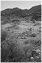 Coreopsis and cactus, and Queen Mountains near the North Entrance, afternoon. Joshua Tree National Park, California, USA. (black and white)