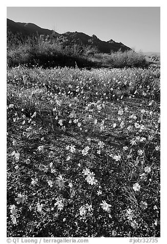 Coreopsis carpet near the North Entrance, afternoon. Joshua Tree National Park (black and white)