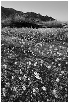 Coreopsis carpet near the North Entrance, afternoon. Joshua Tree National Park, California, USA. (black and white)