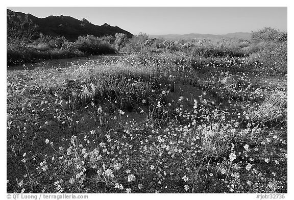 Carpet of yellow coreposis, late afternoon. Joshua Tree National Park, California, USA.