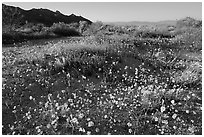 Carpet of yellow coreposis, late afternoon. Joshua Tree National Park, California, USA. (black and white)