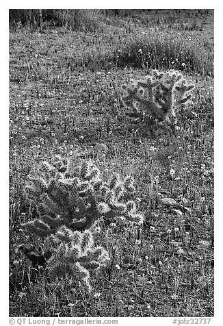 Cactus and Coreposis yellow flowers. Joshua Tree National Park, California, USA.