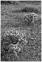 Cactus and Coreposis yellow flowers. Joshua Tree National Park ( black and white)