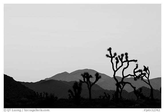 Joshua trees and mountains, sunset. Joshua Tree National Park (black and white)