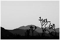 Joshua trees and mountains, sunset. Joshua Tree National Park, California, USA. (black and white)