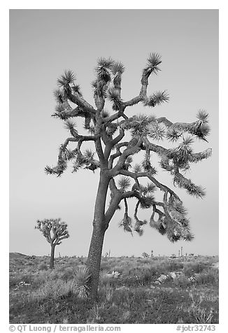 Joshua trees (scientific name: Yucca brevifolia), dusk. Joshua Tree National Park (black and white)