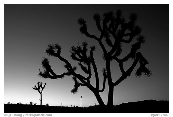 Joshua trees (Yucca brevifolia), sunset. Joshua Tree National Park (black and white)
