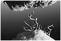 Reflection, rock, and branches. Joshua Tree National Park ( black and white)