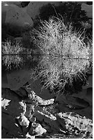 Willows and reflections, Barker Dam, early morning. Joshua Tree National Park ( black and white)