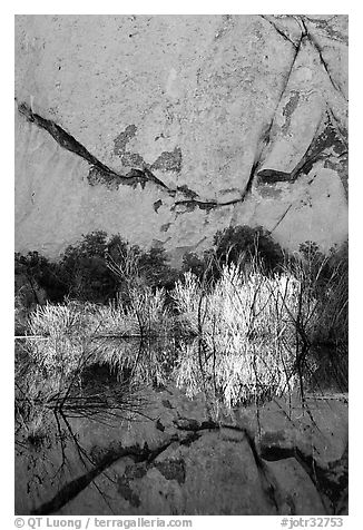 Rock wall, willows, and reflections, Barker Dam, early morning. Joshua Tree National Park, California, USA.