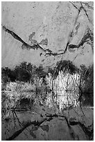 Rock wall, willows, and reflections, Barker Dam, early morning. Joshua Tree National Park ( black and white)