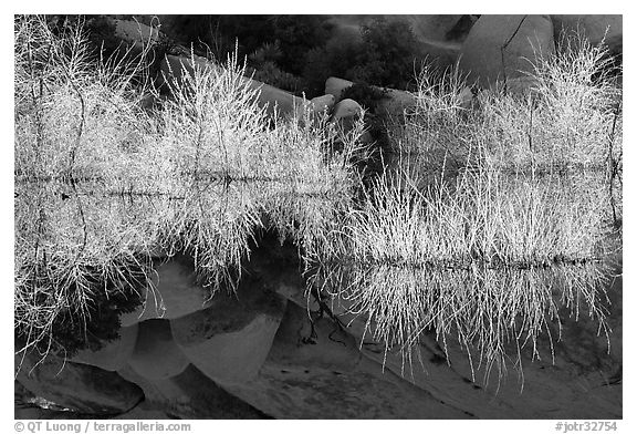 Willows, rocks, and reflections, Barker Dam, early morning. Joshua Tree National Park, California, USA.