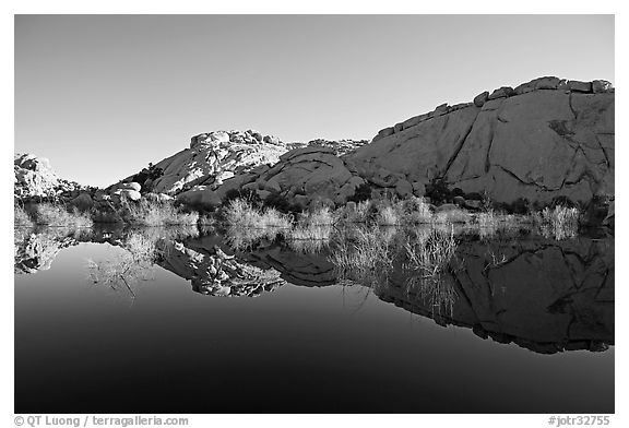 Rocks, willows, and Reflections, Barker Dam, morning. Joshua Tree National Park, California, USA.