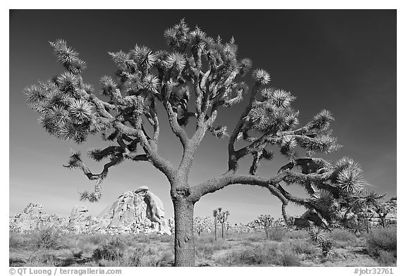 Old Joshua tree (scientific name: Yucca brevifolia). Joshua Tree National Park (black and white)